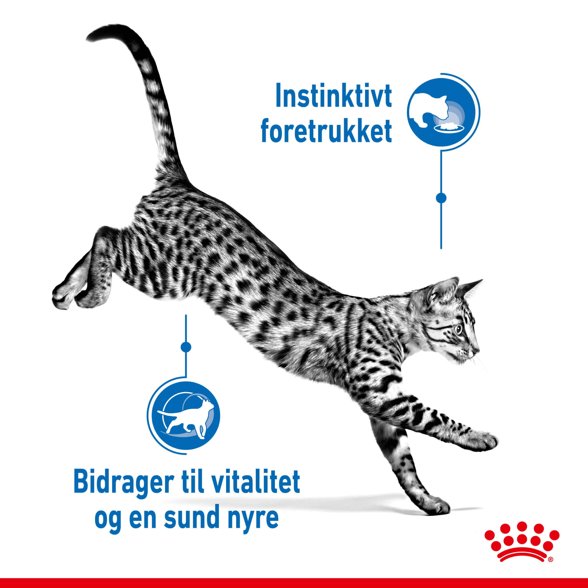 Royal Canin Indoor 7+ Sterilised kattenvoer x12